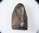 Ceratopsid Tooth - Judith River #17651-1